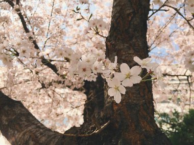 Güzel botanik fotoğrafı, doğal duvar kağıdı.