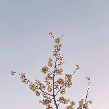 Güzel botanik fotoğrafı, doğal duvar kağıdı.