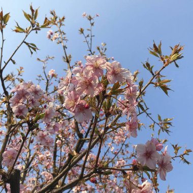 Bahçede güzel bahar çiçekleri
