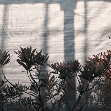 Güzel botanik fotoğrafı, doğal duvar kağıdı.