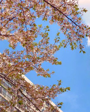 Japonya 'da kiraz çiçeği