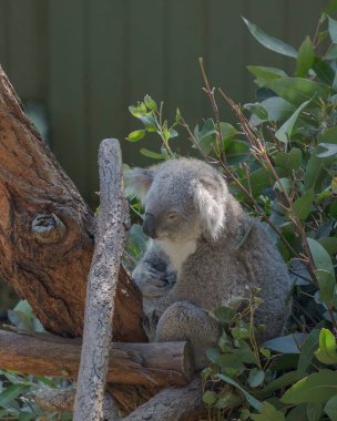 Ağaçtaki bebek koala