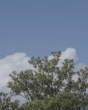 Mavi gökyüzü olan ağaç