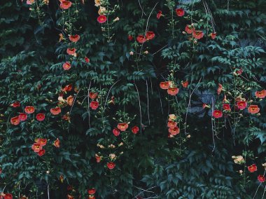 Bahçedeki güzel çiçekler