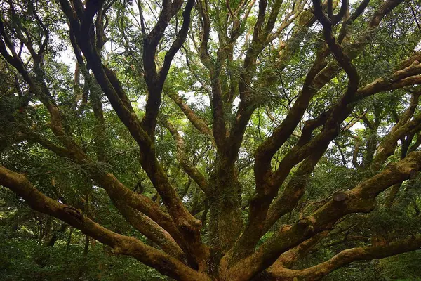 Ormandaki yeşil ağaç