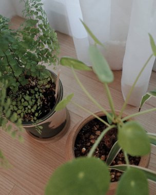 Güzel botanik fotoğrafı, doğal duvar kağıdı.