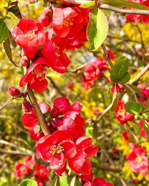 Bahçedeki kırmızı çiçekler