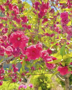 Bahçedeki güzel çiçekler