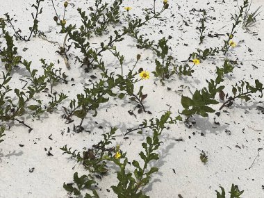 Ormanda güzel çiçekler