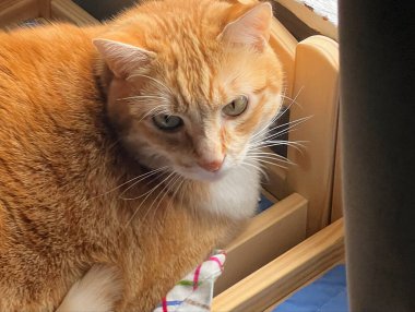 Yerde yatan sevimli kedi.