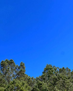 Mavi gökyüzü arkaplanlı çam ağacı dalları