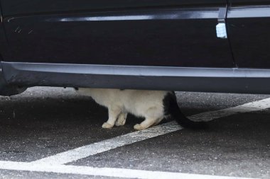 Kedi arabada uyuyor.