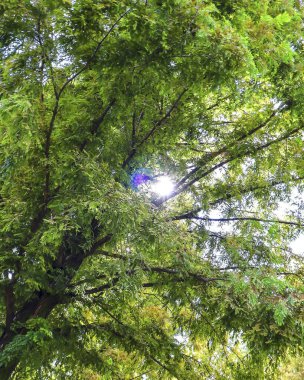 Ormandaki ağaç dalları, çevre florası