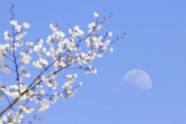 Ağaçtaki güzel bahar çiçekleri