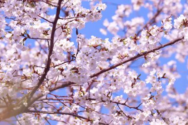 Ağaçtaki güzel bahar çiçekleri