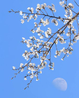 Çiçek açmış kiraz ağacı.