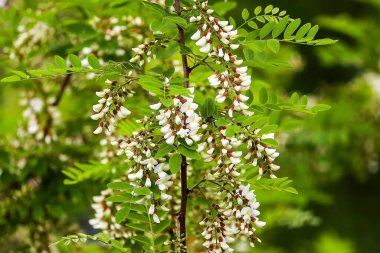 Ormandaki bir ağacın beyaz çiçekleri