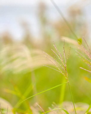 Bahçedeki yeşil çimenler