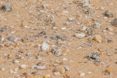 Denizde kum ve taşlara yakın çekim.