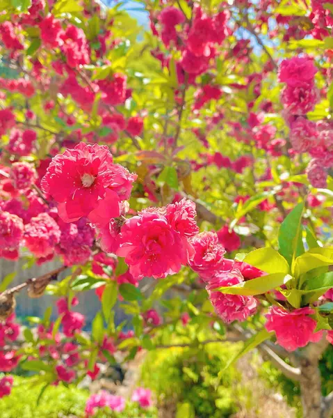 Bahçedeki güzel çiçekler