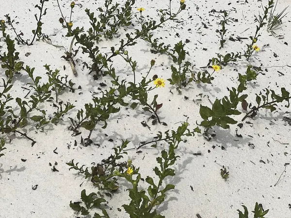 Ormanda güzel çiçekler