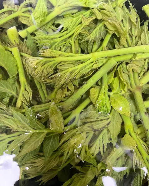 Piyasada taze yeşil yapraklar