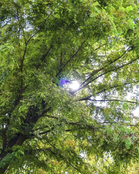 Ormandaki ağaç dalları, çevre florası