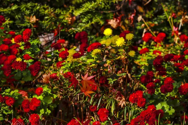 Bahçedeki güzel çiçekler