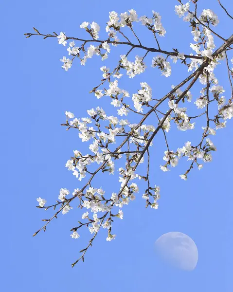 Çiçek açmış kiraz ağacı.