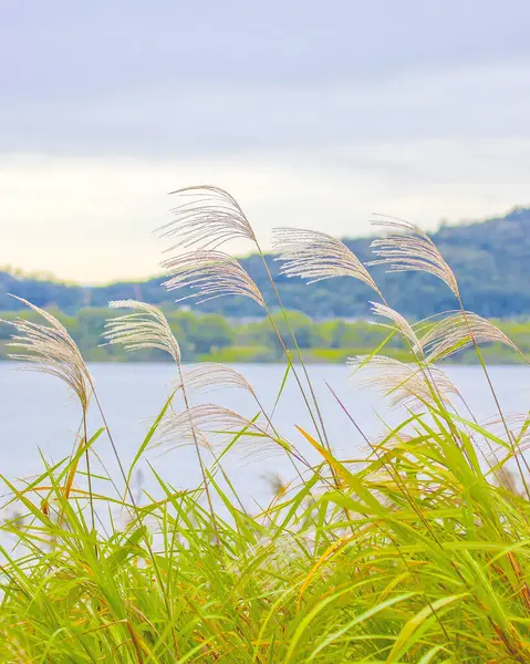 Sabah çimen ve gökyüzü.