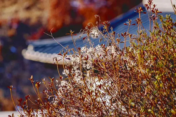 Ormandaki bir ağacın yakın çekimi.