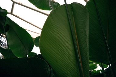 muz yaprağı, muz yaprağı