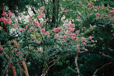 Güzel botanik fotoğrafı, doğal duvar kağıdı.