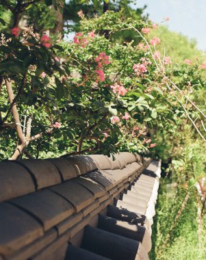 Güzel botanik fotoğrafı, doğal duvar kağıdı.