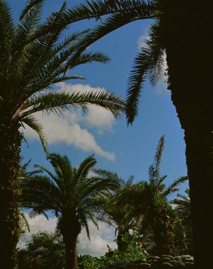 Parktaki palmiye ağaçları