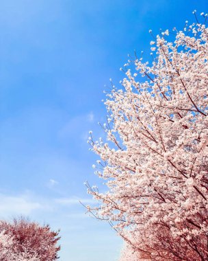 Parkta güzel pembe kiraz çiçekleri