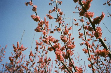 Baharda kiraz çiçekleri