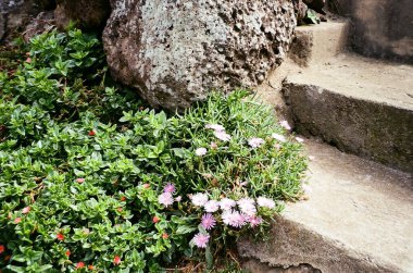 Bahçedeki güzel çiçekler
