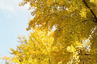 Sonbahar yaprakları, sonbahar yaprakları