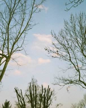 Ormandaki ağaç dalları