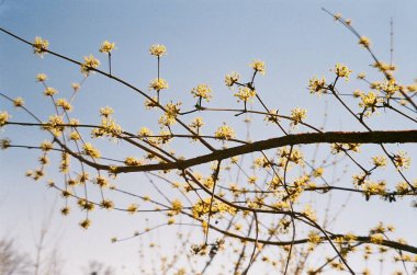 Güzel botanik fotoğrafı, doğal duvar kağıdı.
