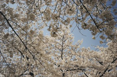 Bahçede güzel bahar çiçekleri