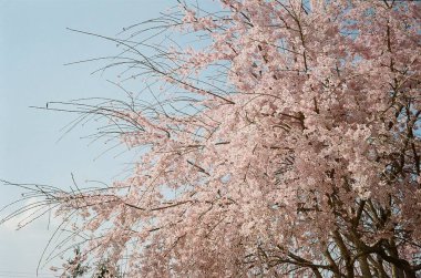 Bahçedeki güzel pembe çiçekler
