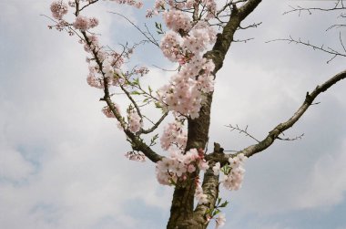 Güzel botanik fotoğrafı, doğal duvar kağıdı.