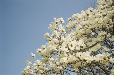 Güzel botanik fotoğrafı, doğal duvar kağıdı.