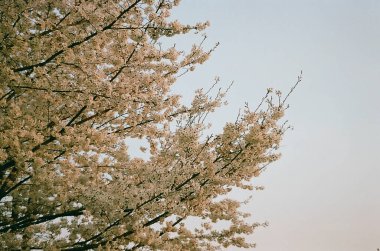 Bahçedeki güzel çiçekler