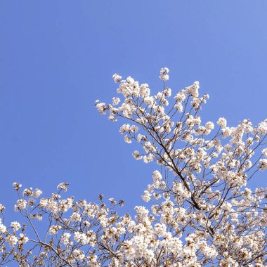 Japonya 'da kiraz çiçekleri, Tokyo