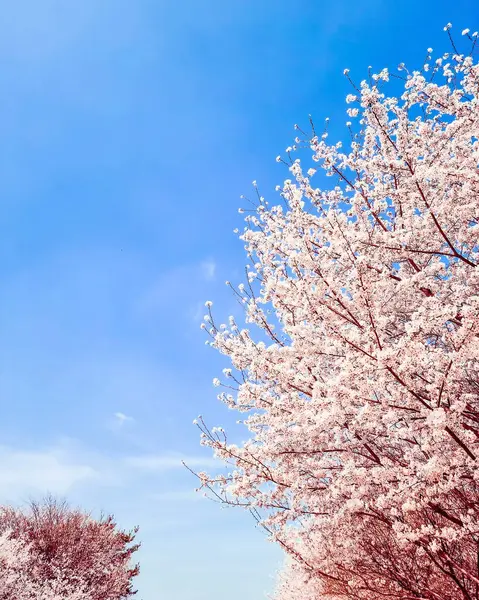 Parkta güzel pembe kiraz çiçekleri