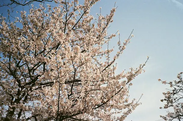 Bahçede güzel bahar çiçekleri