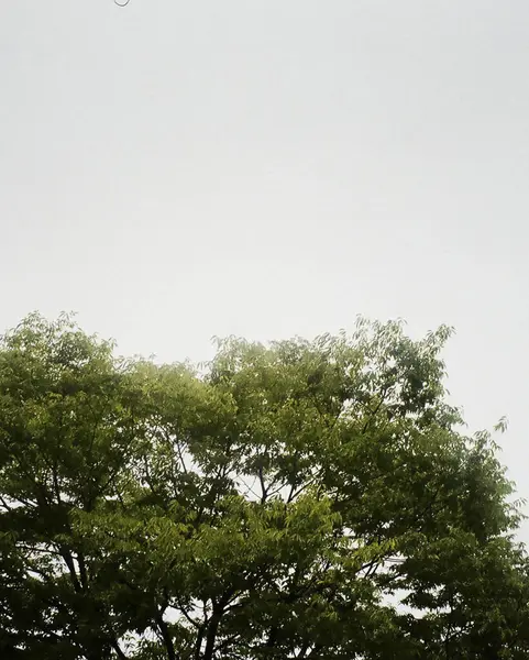 Ormanın güzel manzarası